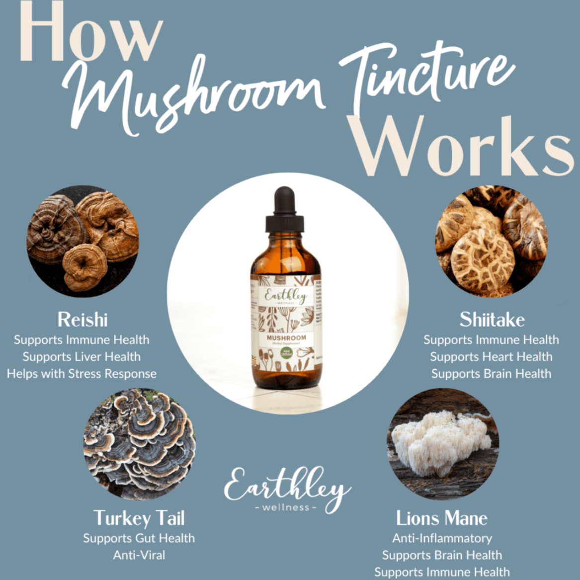 Mushroom Tincture - For Brain and Immune Health, Earthley