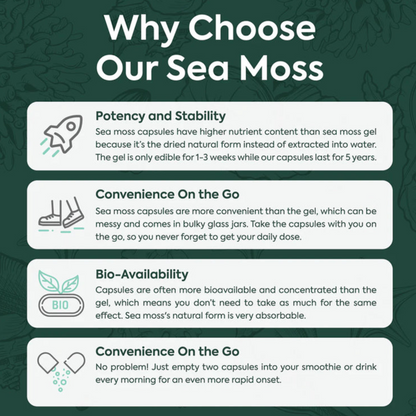Wild Sea Moss + Bladderwrack + Chlorella, Organic Superfood, 60 Capsules, Organics Ocean