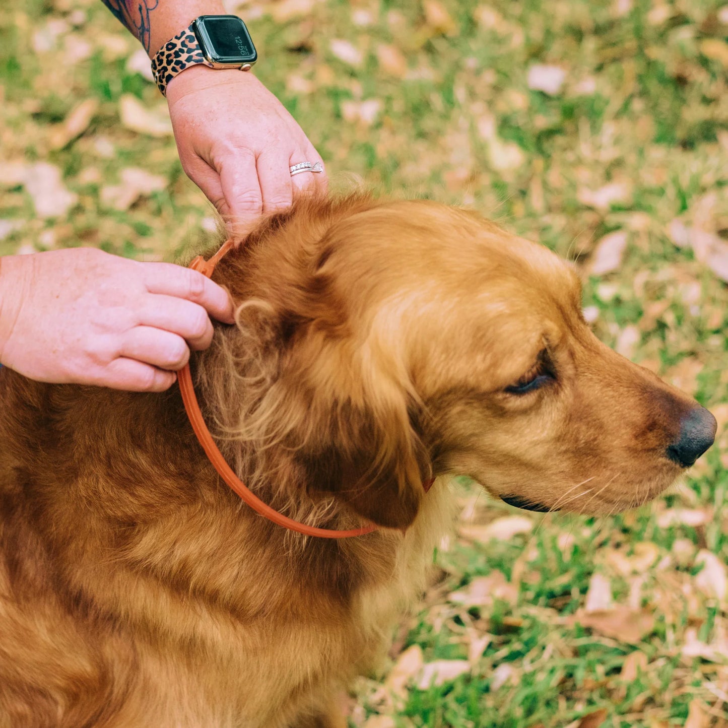 Flea & Tick Collar For Dogs, Wondercide
