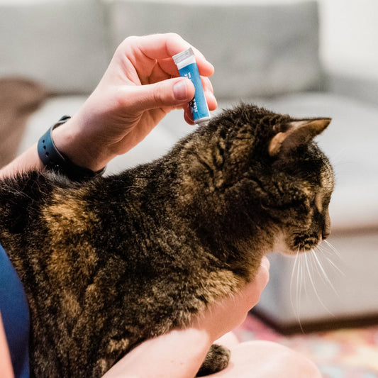 Flea & Tick Spot On For Cats, Wondercide