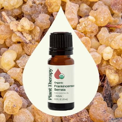 Organic Frankincense Serrata Essential Oil, 10ml, Plant Therapy