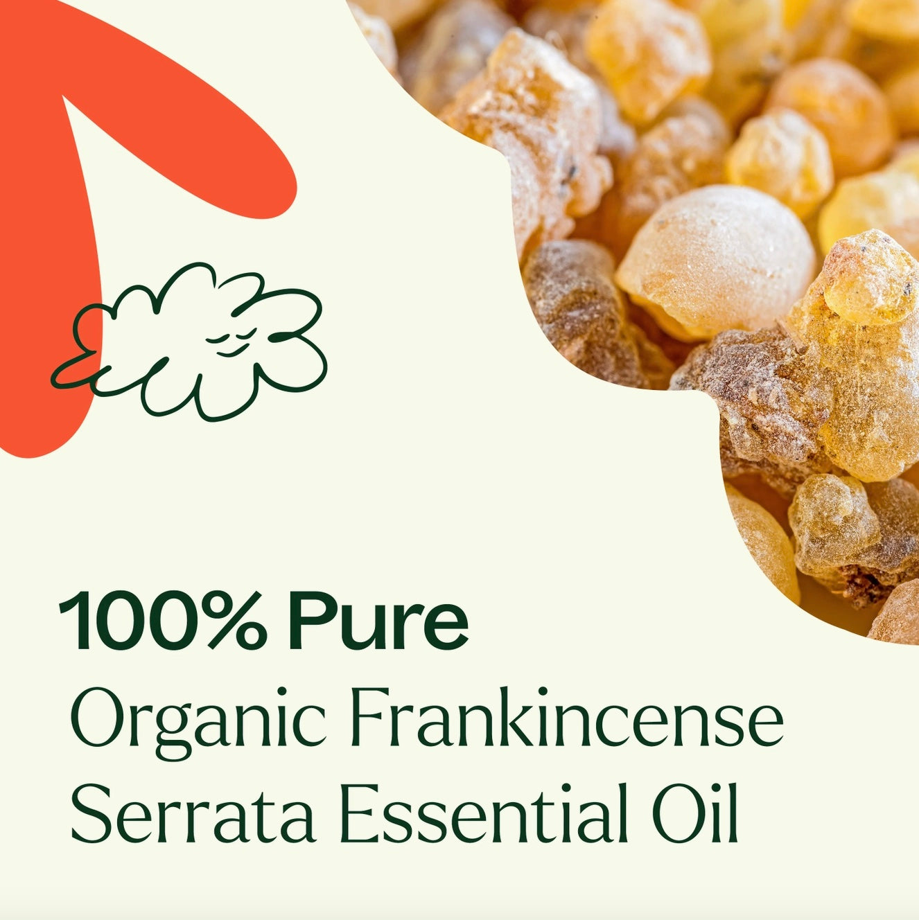 Organic Frankincense Serrata Essential Oil, 10ml, Plant Therapy