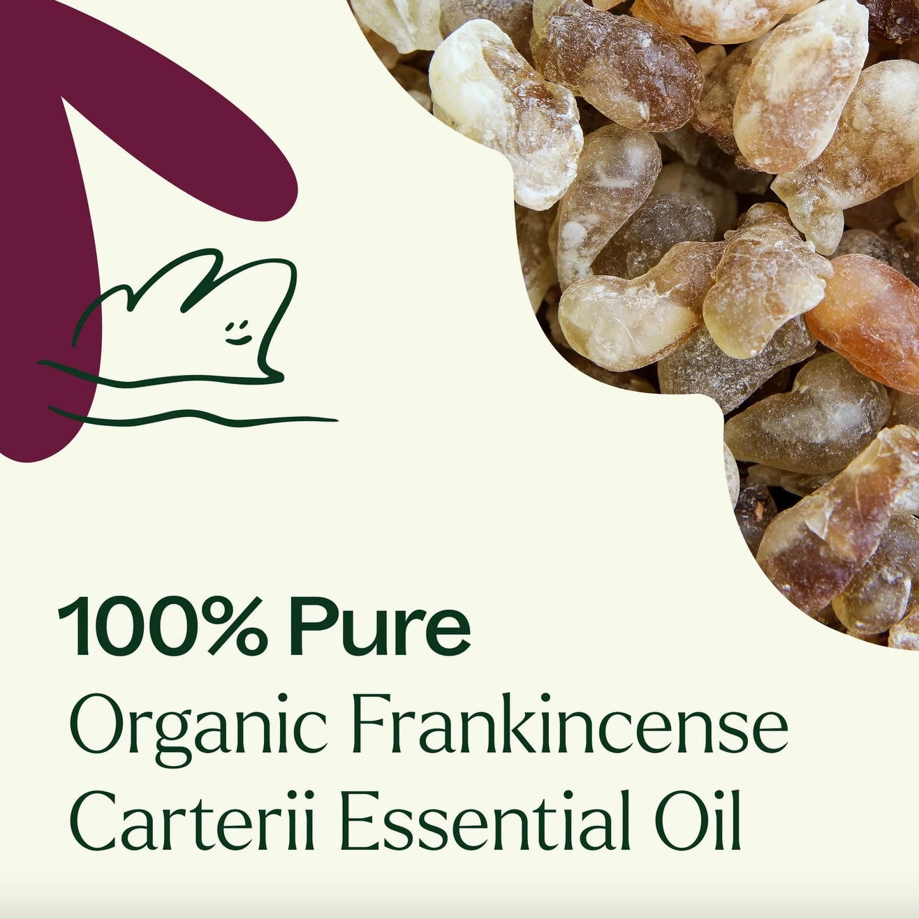 Organic Frankincense Carterii Essential Oil, 10ml, Plant Therapy