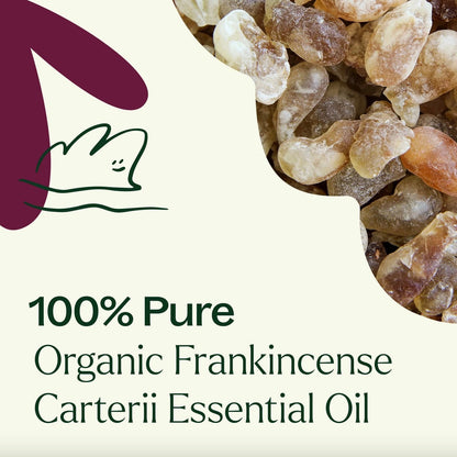 Organic Frankincense Carterii Essential Oil, 10ml, Plant Therapy
